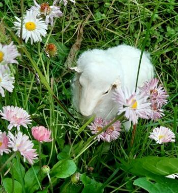 Dream Sheep by Olga