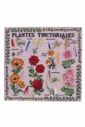 Sajou Tinctorial plants